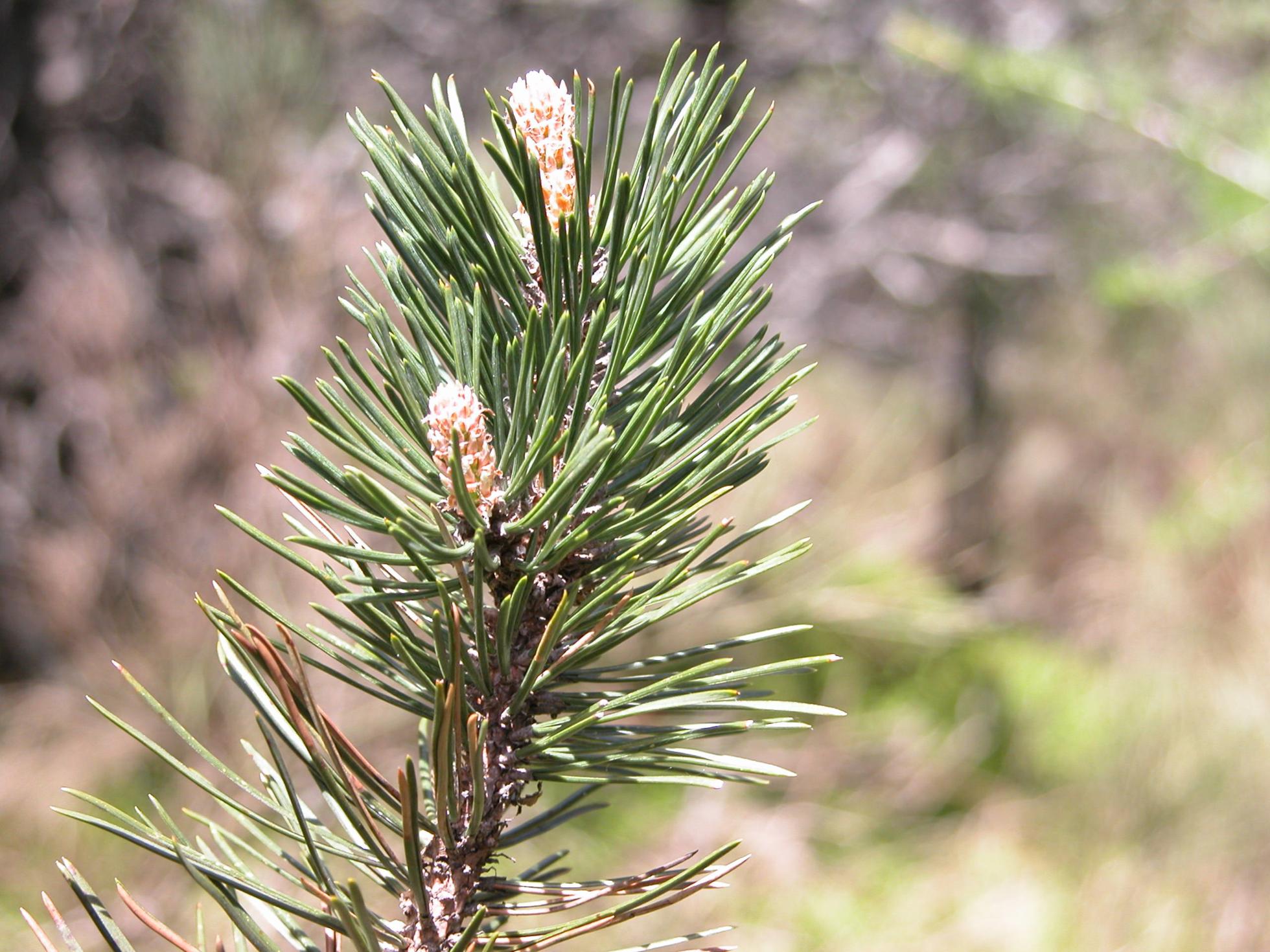 Pine, Austrian